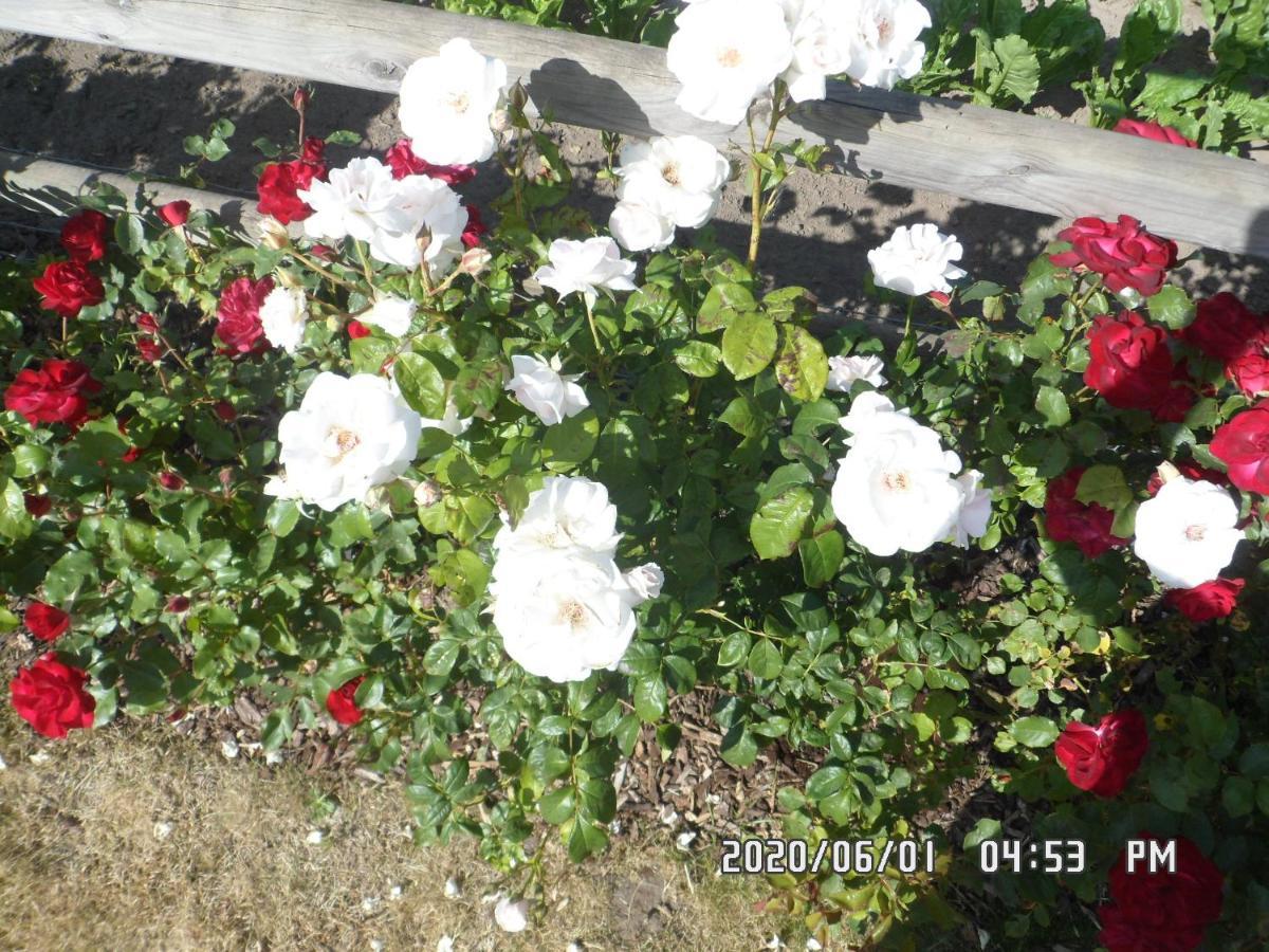 B&B Rozerie Anzegem Εξωτερικό φωτογραφία